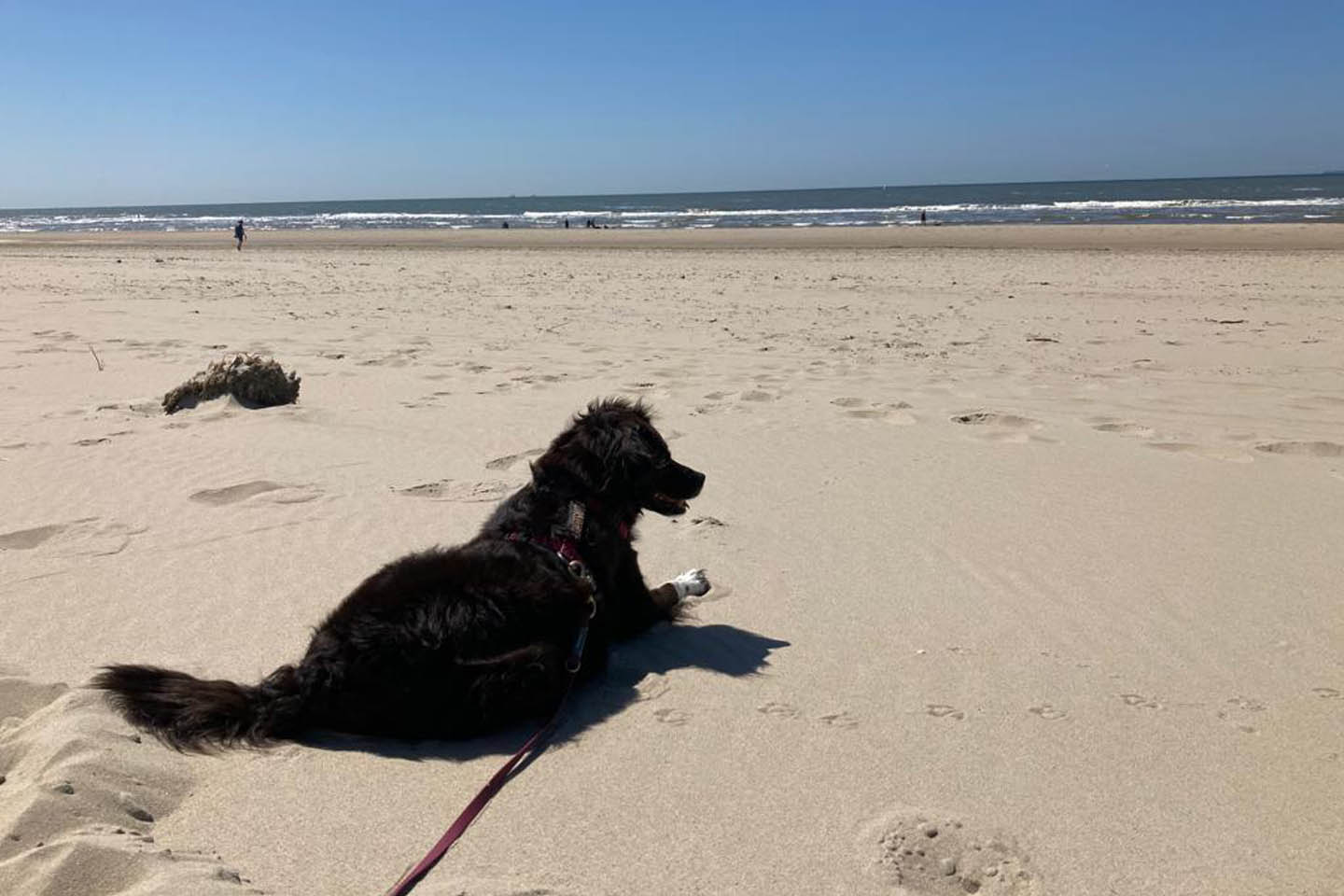 Hond ligt op het strand kijkt uit over de zee