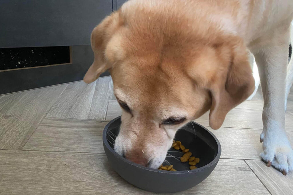 De juiste voeding voor honden