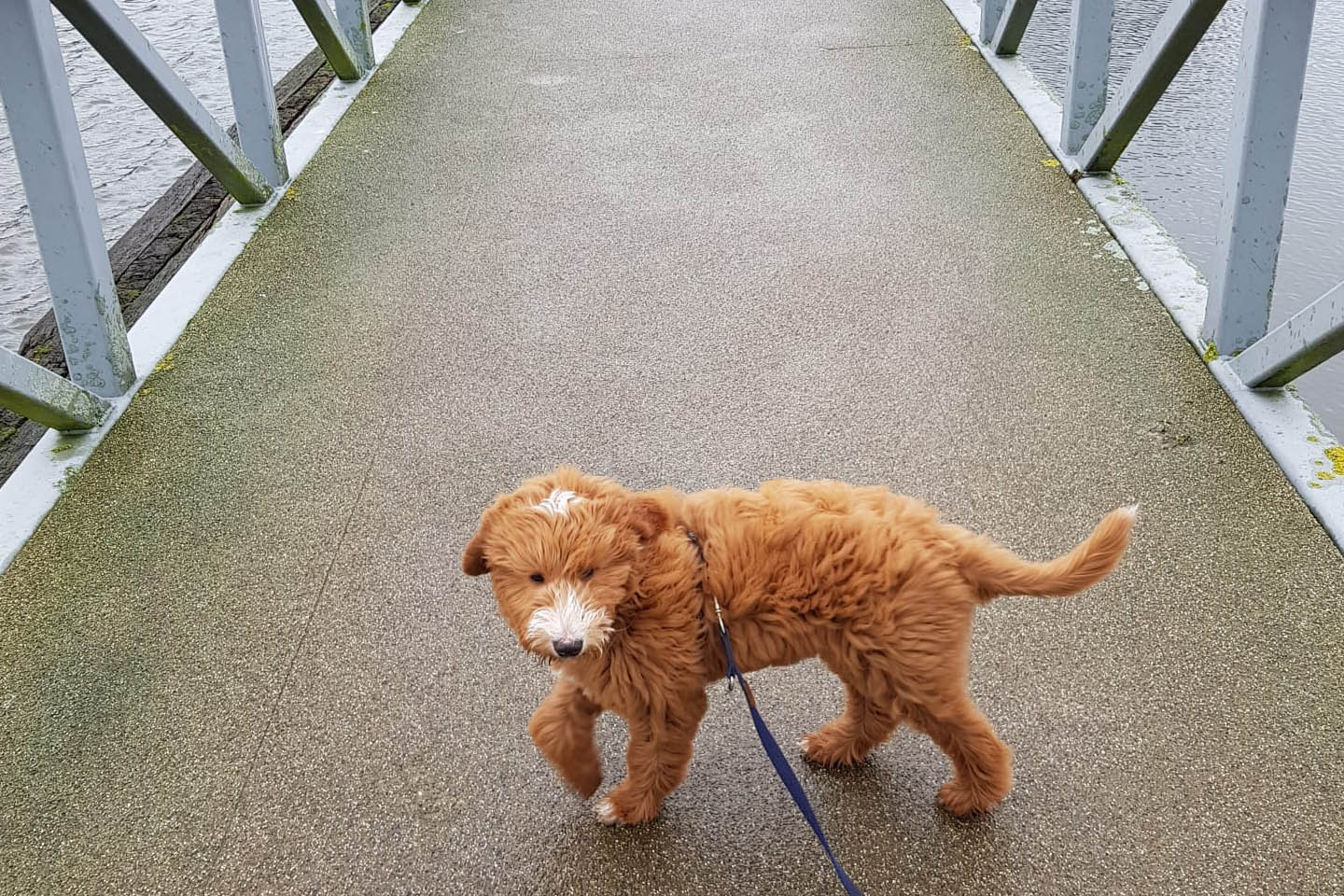cursus puppy loopt over brug
